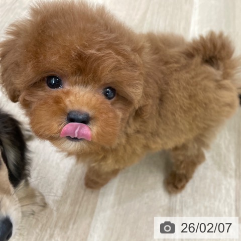 トイ・プードルの写真