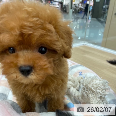 トイ・プードルの写真