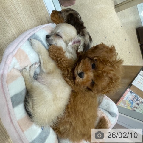 トイ・プードルの写真