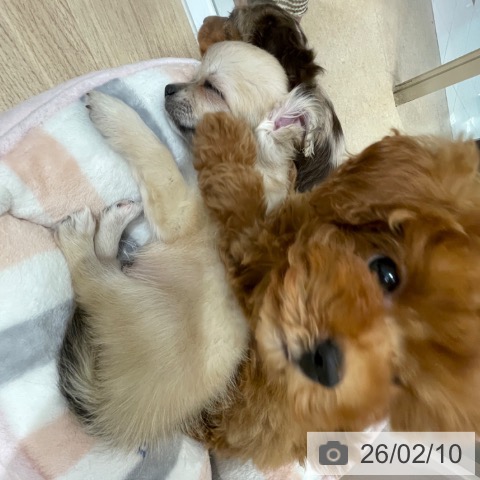 トイ・プードルの写真