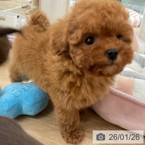 福岡県のトイプードル(トイ) (ペットプラス 八幡東店/2025年11月27日生まれ/女の子/レッド)の子犬の4枚目の画像