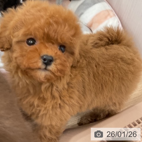福岡県のトイプードル(トイ) (ペットプラス 八幡東店/2025年11月27日生まれ/女の子/レッド)の子犬の3枚目の画像
