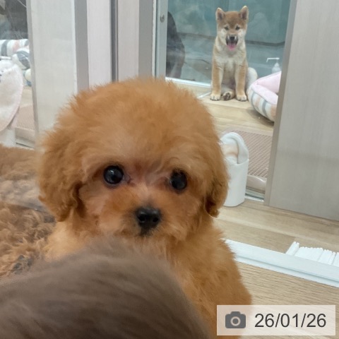 福岡県のトイプードル(トイ) (ペットプラス 八幡東店/2025年11月24日生まれ/男の子/アプリコット)の子犬の3枚目の画像