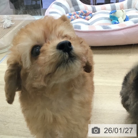 福岡県のトイプードル(トイ) (ペットプラス 春日店/2025年11月24日生まれ/女の子/アプリコット)の子犬の4枚目の画像