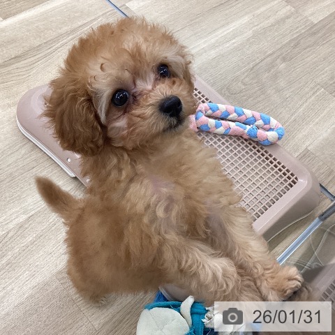 福岡県のトイプードル(トイ) (ペットプラス 小倉南店/2025年11月24日生まれ/女の子/アプリコット)の子犬の4枚目の画像