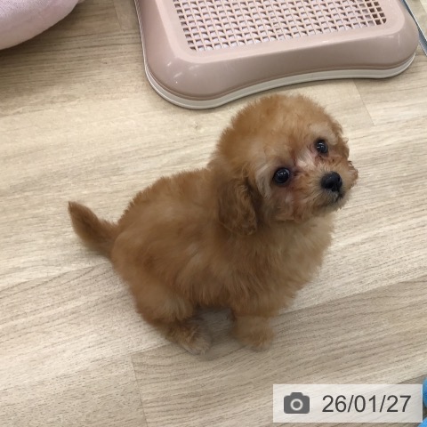 福岡県のトイプードル(トイ) (ペットプラス 春日店/2025年11月24日生まれ/女の子/アプリコット)の子犬の3枚目の画像