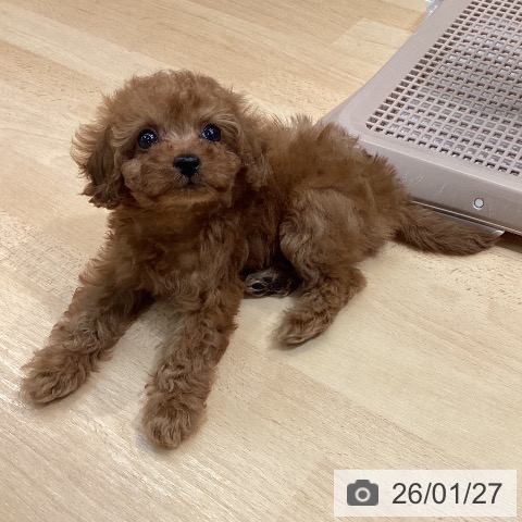 熊本県のトイプードル(トイ) (ペットプラス 熊本店/2025年11月24日生まれ/女の子/レッド)の子犬の4枚目の画像