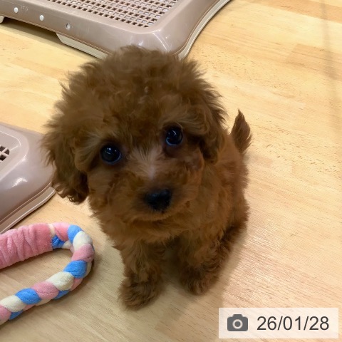 熊本県のトイプードル(トイ) (ペットプラス 熊本店/2025年11月24日生まれ/女の子/レッド)の子犬の3枚目の画像