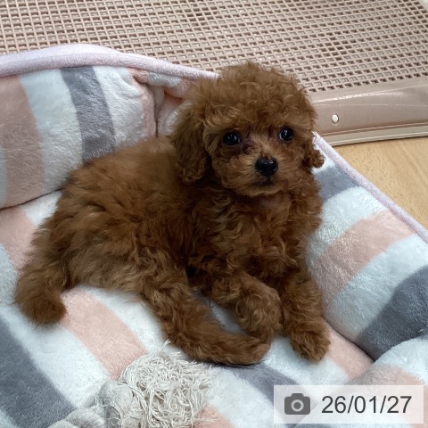 熊本県のトイプードル(トイ) (ペットプラス 熊本店/2025年11月24日生まれ/女の子/レッド)の子犬の4枚目の画像