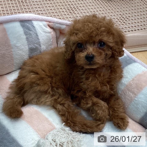 熊本県のトイプードル(トイ) (ペットプラス 熊本店/2025年11月24日生まれ/女の子/レッド)の子犬の3枚目の画像