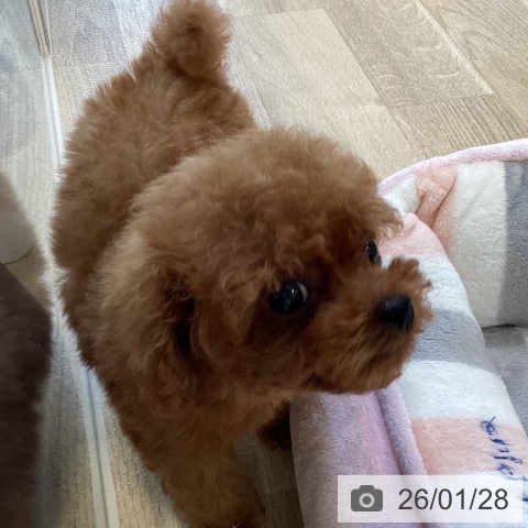 福岡県のトイプードル(トイ) (ペットプラス ららぽーと福岡店/2025年11月24日生まれ/女の子/レッド)の子犬の4枚目の画像