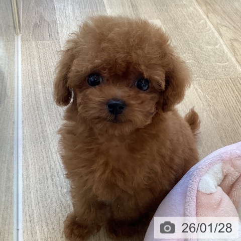 福岡県のトイプードル(トイ) (ペットプラス ららぽーと福岡店/2025年11月24日生まれ/女の子/レッド)の子犬の3枚目の画像