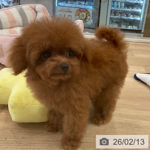 福岡県のトイプードル(トイ) (ペットプラス ららぽーと福岡店/2025年11月24日生まれ/女の子/レッド)の子犬の4枚目の画像