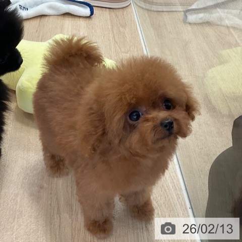 福岡県のトイプードル(トイ) (ペットプラス ららぽーと福岡店/2025年11月24日生まれ/女の子/レッド)の子犬の3枚目の画像