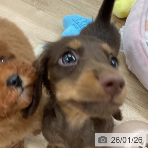 福岡県のミニチュアダックスフンド(ロング) (ペットプラス 八幡東店/2025年11月26日生まれ/男の子/チョコレートタン)の子犬の4枚目の画像