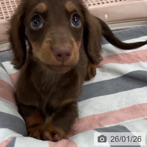 福岡県のミニチュアダックスフンド(ロング) (ペットプラス 八幡東店/2025年11月26日生まれ/男の子/チョコレートタン)の子犬の3枚目の画像