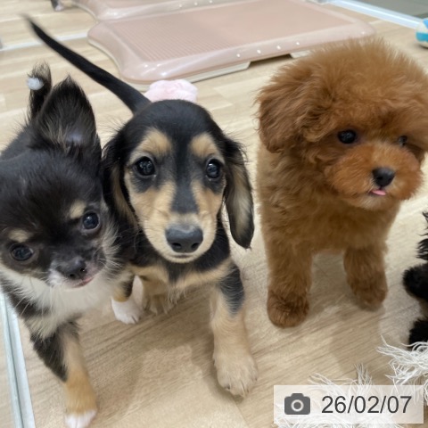 ミニチュア・ダックスフンドの写真