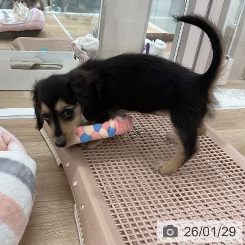 福岡県のミニチュアダックスフンド(ロング) (ペットプラス 八幡東店/2025年11月26日生まれ/女の子/ブラックイエロー)の子犬の3枚目の画像