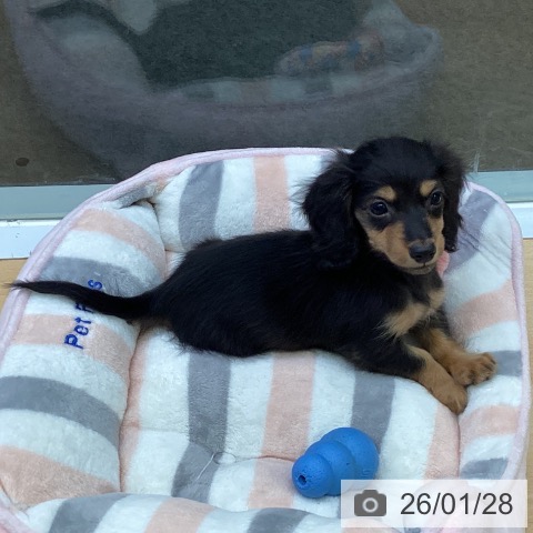 福岡県のミニチュアダックスフンド(ロング) (ペットプラス MARK IS 福岡ももち店/2025年11月26日生まれ/女の子/ブラックタン)の子犬の4枚目の画像