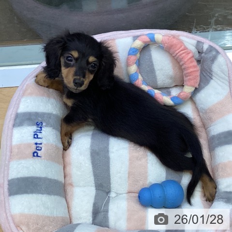 福岡県のミニチュアダックスフンド(ロング) (ペットプラス MARK IS 福岡ももち店/2025年11月26日生まれ/女の子/ブラックタン)の子犬の3枚目の画像