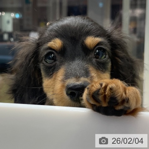 福岡県のミニチュアダックスフンド(ロング) (ペットプラス MARK IS 福岡ももち店/2025年11月26日生まれ/女の子/ブラックタン)の子犬の3枚目の画像