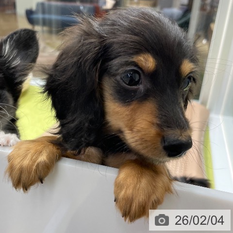 宮崎県のミニチュアダックスフンド(ロング) (ペットプラス 宮崎店/2025年11月26日生まれ/女の子/ブラックタン)の子犬の3枚目の画像