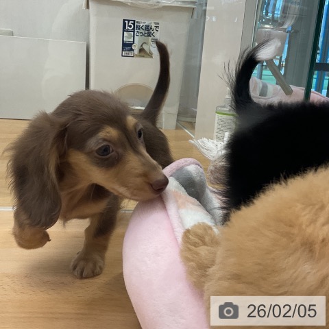 福岡県のミニチュアダックスフンド(ロング) (ペットプラス 福岡店/2025年11月26日生まれ/女の子/チョコレートイエロー)の子犬の4枚目の画像