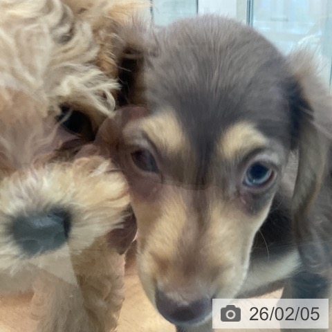 福岡県のミニチュアダックスフンド(ロング) (ペットプラス 福岡店/2025年11月26日生まれ/女の子/チョコレートイエロー)の子犬の3枚目の画像