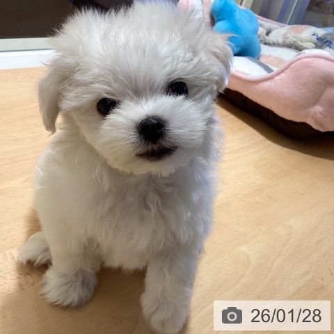 鹿児島県のマルチーズ (ペットプラス 姶良店/2025年11月27日生まれ/女の子/ホワイト)の子犬の3枚目の画像