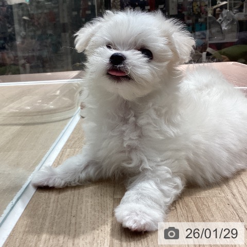 埼玉県のマルチーズ (ペットプラス ピオニウォーク東松山店/2025年11月27日生まれ/女の子/ホワイト)の子犬の4枚目の画像