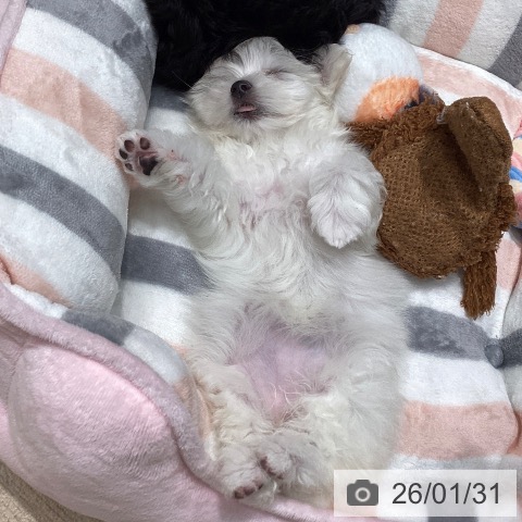 マルチーズの写真