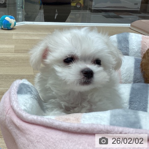 マルチーズの写真