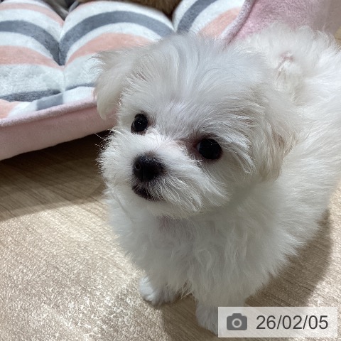 マルチーズの写真