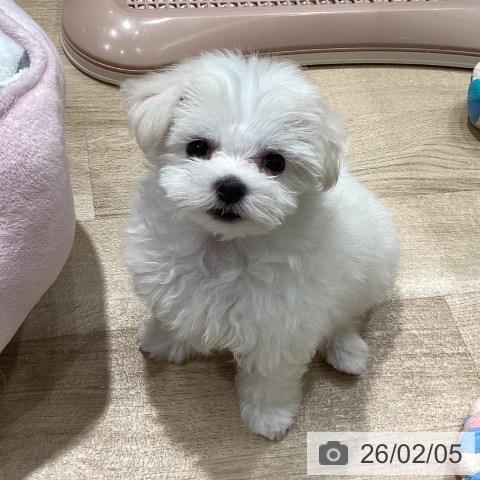 マルチーズの写真