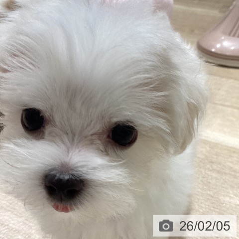 マルチーズの写真