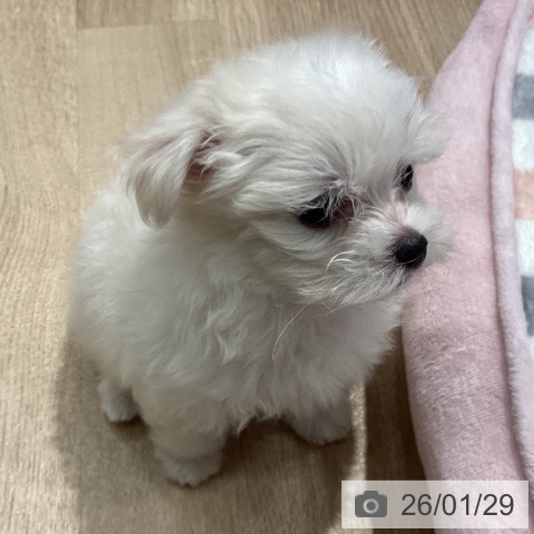 埼玉県のマルチーズ (ペットプラス ピオニウォーク東松山店/2025年11月27日生まれ/女の子/ホワイト)の子犬の3枚目の画像
