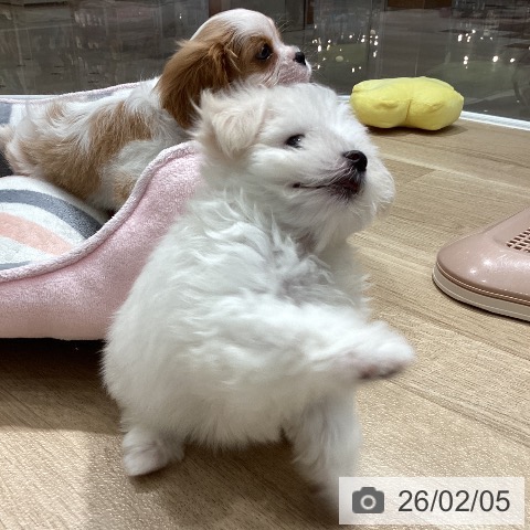 埼玉県のマルチーズ (ペットプラス ピオニウォーク東松山店/2025年11月27日生まれ/女の子/ホワイト)の子犬の4枚目の画像