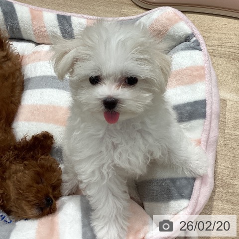 埼玉県のマルチーズ (ペットプラス ピオニウォーク東松山店/2025年11月27日生まれ/女の子/ホワイト)の子犬の3枚目の画像