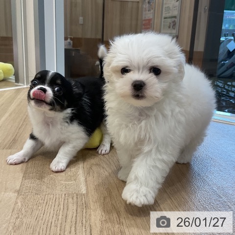 福岡県のマルチーズ (ペットプラス 香椎浜店/2025年11月27日生まれ/女の子/ホワイト)の子犬の3枚目の画像