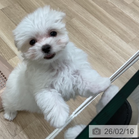 福岡県のマルチーズ (ペットプラス 香椎浜店/2025年11月27日生まれ/女の子/ホワイト)の子犬の4枚目の画像