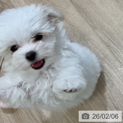 福岡県のマルチーズ (ペットプラス 香椎浜店/2025年11月27日生まれ/女の子/ホワイト)の子犬の3枚目の画像