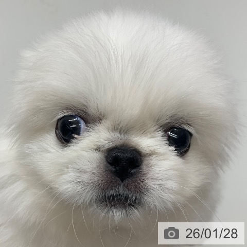 千葉県のペキニーズ (ペットプラス 幕張新都心店/2025年11月27日生まれ/女の子/ホワイト)の子犬の3枚目の画像