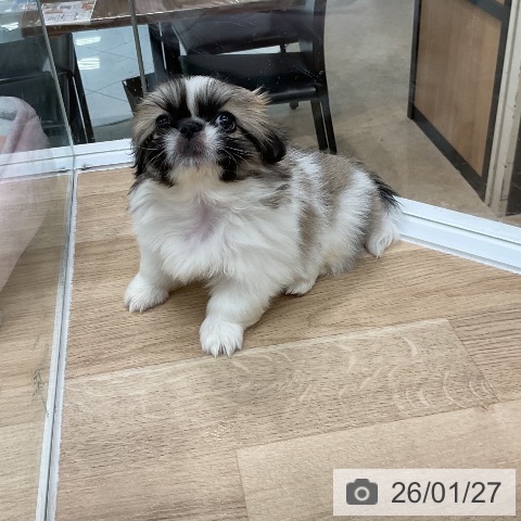 福岡県のペキニーズ (ペットプラス 八幡東店/2025年11月27日生まれ/女の子/パーティーカラー)の子犬の4枚目の画像