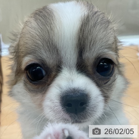 福岡県のチワワ(ロング) (ペットプラス 福岡店/2025年11月19日生まれ/男の子/フォーンホワイト)の子犬の4枚目の画像