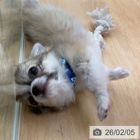 福岡県のチワワ(ロング) (ペットプラス 福岡店/2025年11月19日生まれ/男の子/フォーンホワイト)の子犬の3枚目の画像