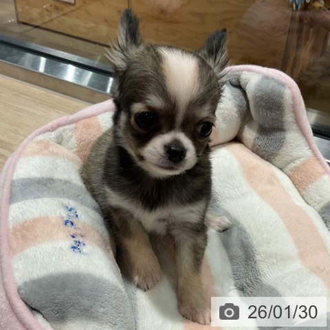 埼玉県のチワワ(ロング) (ペットプラス コクーンシティ店/2025年11月25日生まれ/男の子/フォーンホワイト)の子犬の4枚目の画像