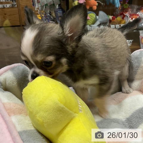 埼玉県のチワワ(ロング) (ペットプラス コクーンシティ店/2025年11月25日生まれ/男の子/フォーンホワイト)の子犬の3枚目の画像