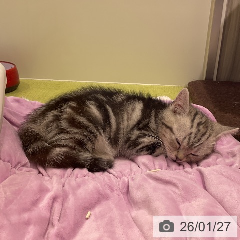 福岡県のアメリカンショートヘアー (ペットプラス 福岡店/2025年11月27日生まれ/男の子/シルバータビー)の子猫の3枚目の画像