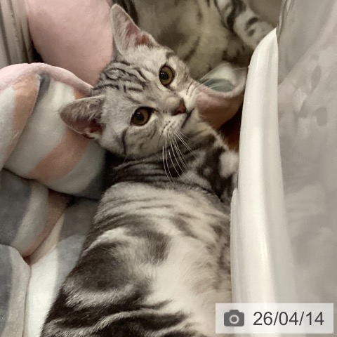 アメリカンショートヘアの写真