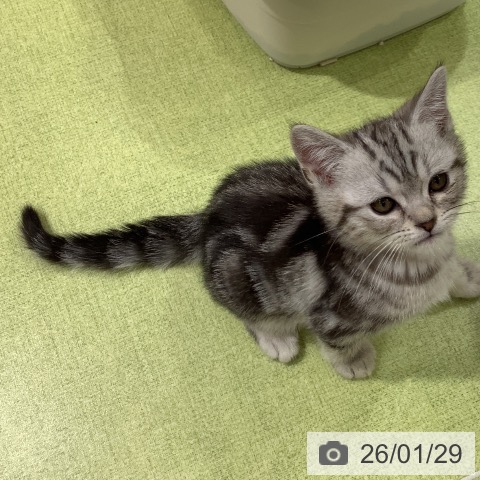 アメリカンショートヘアの写真